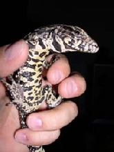 Lucky's yellow belly