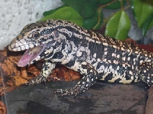 Lucky eating a cricket