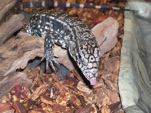 Young Lucky showing his short tongue