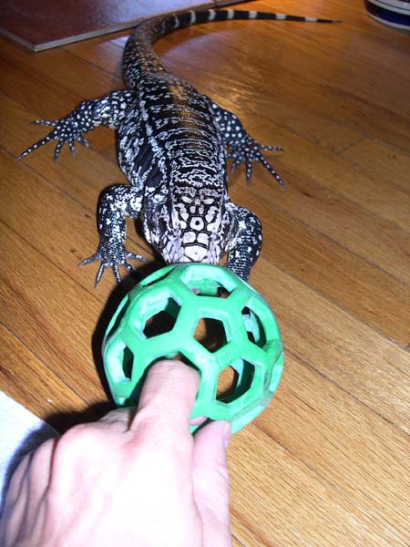 Tug-O-War