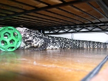 Retreat under shelf with his new toy