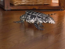 On The Move After Dinner