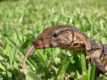 psssssssss