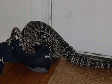Shoe attack sequence 3