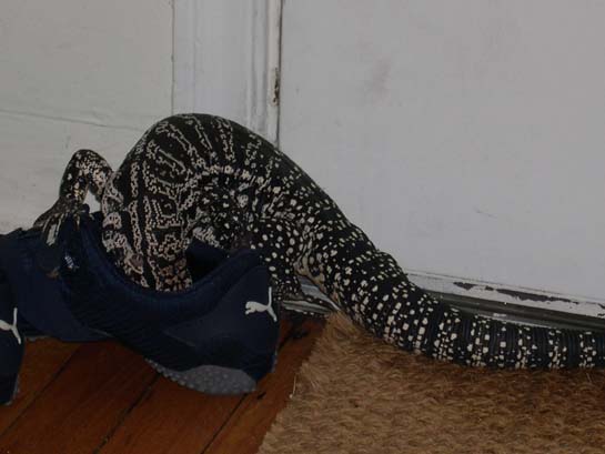 Shoe attack sequence 3
