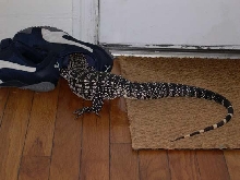Shoe attack sequence 4