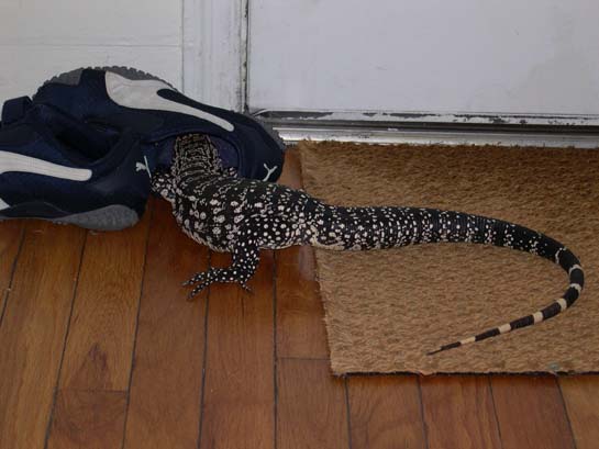 Shoe attack sequence 4
