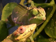 Spot & Sparky