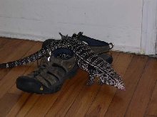 Stalking my shoes