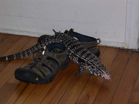Stalking my shoes