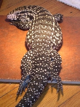 Stretched out after dinner