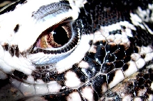 EYE!