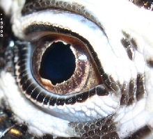 eye