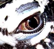 other eye