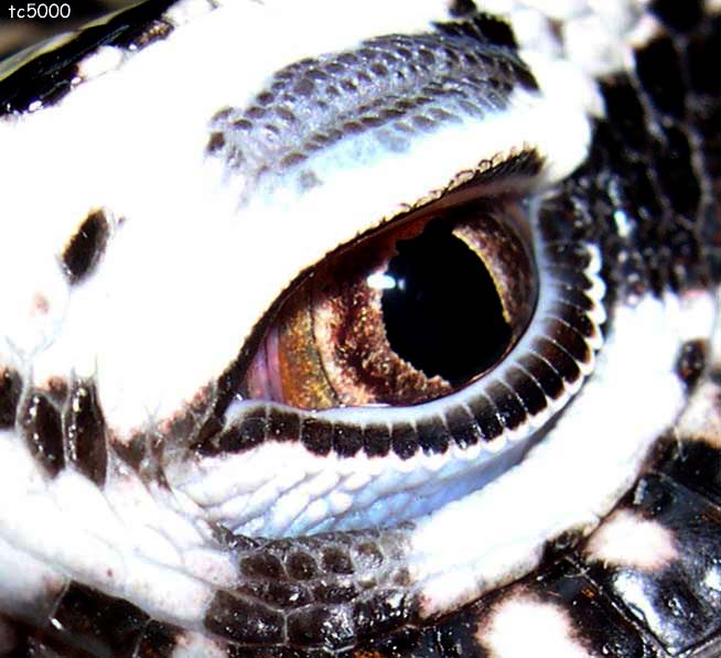 other eye