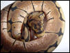 Female Spider 2003#1