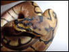 Female Spider #3
