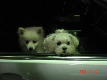 my 2 snowballs
