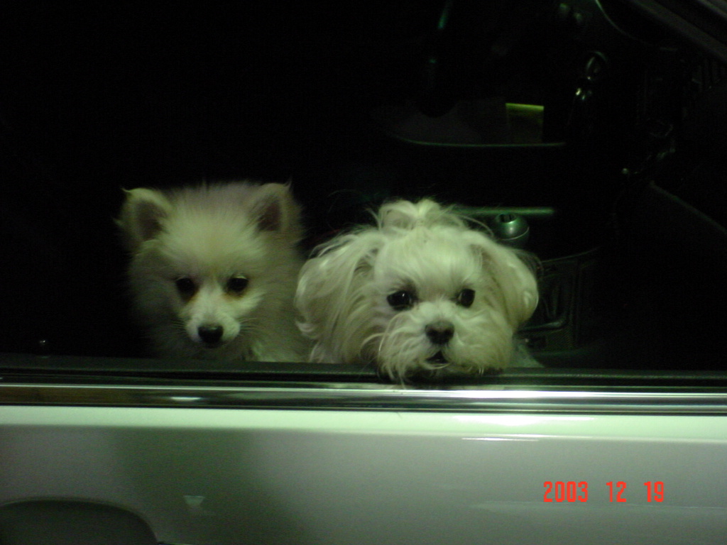 my 2 snowballs