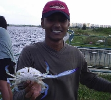Blue Clawed Crab/Flower Crab
