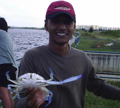 Blue Clawed Crab/Flower Crab