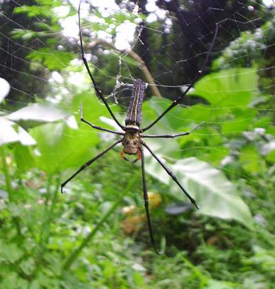 Golden Orb Web Spider