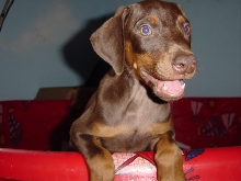 My last litter of dobes