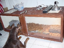 New Tegu cage