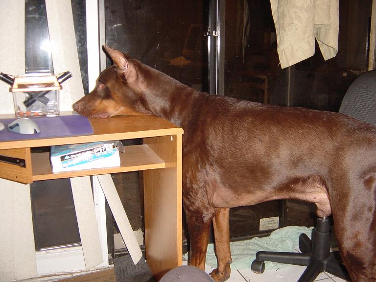 Bruno staring at crickets