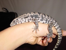 My tegu