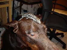 TeguOnDoberman