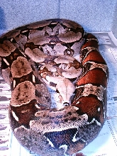 7ft surinam female