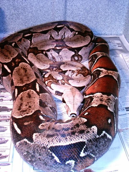 7ft surinam female
