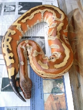 Banka blood Captive hatched