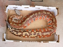 late 01 male sumatran blood