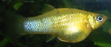 Guppy Molly Hybrid