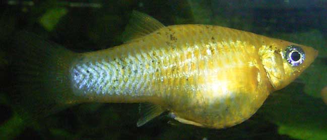 Guppy Molly Hybrid