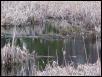 painted turtles