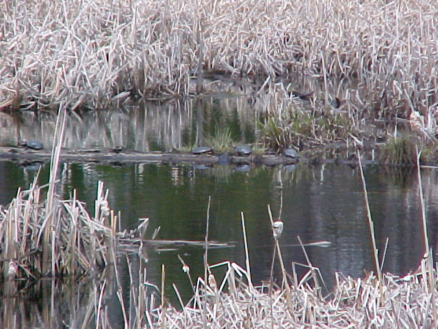 painted turtles