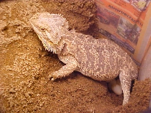 bearded laying