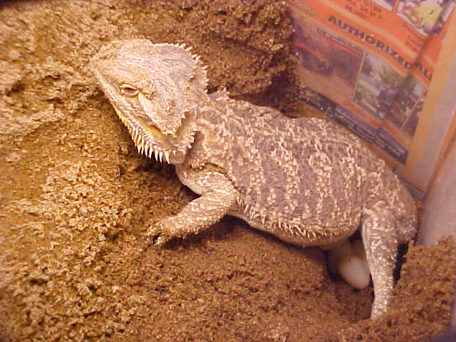 bearded laying