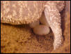 close up of eggs