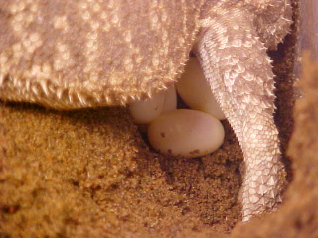 close up of eggs
