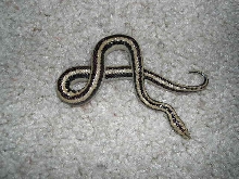 Mexican Rosy Boa