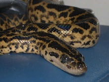 Yellow Anaconda 1