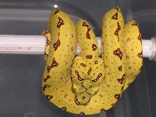 Green tree python