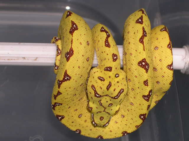 Green tree python