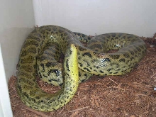 Yellow anaconda 4