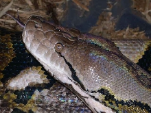 Adult 0.1 Retic