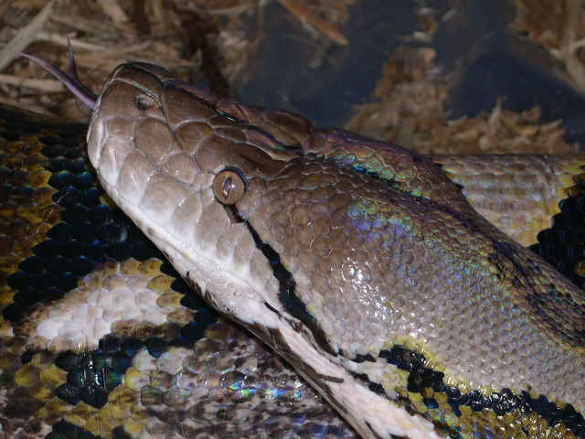 Adult 0.1 Retic